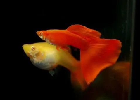 [CA.00586] Cá 7 Màu Full Red 