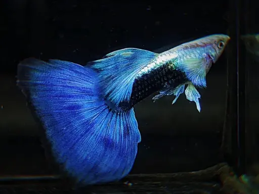 [CA.00588] Cá 7 Màu HB Blue