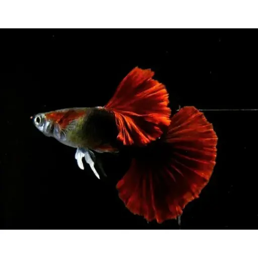 [CA.00589] Cá 7 Màu HB Red 