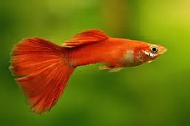 [CA.00591] Cá 7 Màu Mỹ 