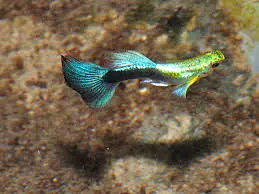 [PGF.CA.00596] Cá 7 Màu Úc 