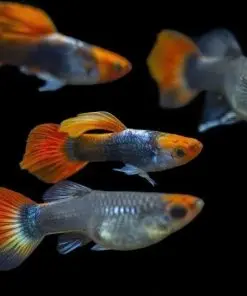 [CA.00556] Cá 7 màu - Koi Đen