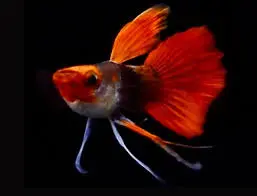 [PGF.CA.00558] Cá 7 màu - Koi Đen (Short RB)