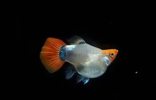 [PGF.CA.00559] Cá 7 màu - Koi Đen (Short)