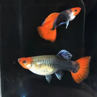 [CA.00557] Cá 7 màu - Koi Đen (cối)