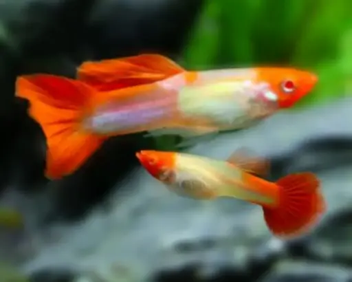 [CA.00560] Cá 7 màu - Koi Đỏ 