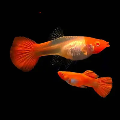 [CA.00561] Cá 7 màu - Koi Đỏ (Cối)