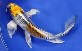 [CA.00633] Cá Chép Phụng (Lớn)