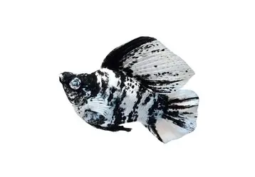 [CA.00635] Cá Molly Ngựa Vằn Short đuôi tròn