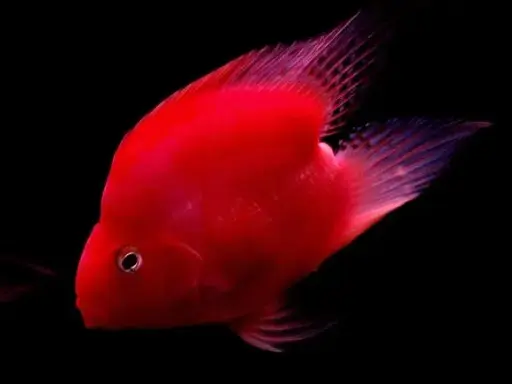 [CA.00636] Cá Két King Kong Đỏ nhỏ