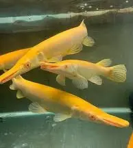 [CA.00639] Cá Sấu AB nhỏ 7-8cm 