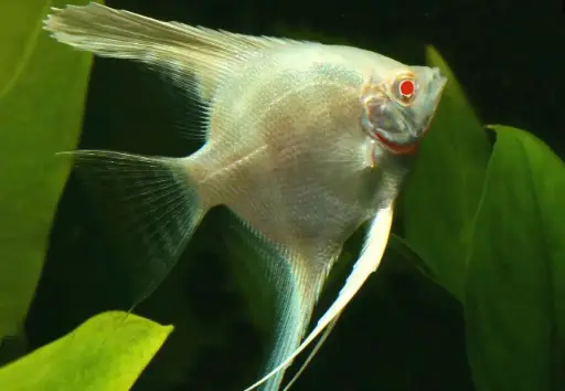 Cá Ông Tiên Albino