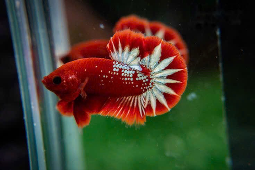 Cá Betta Red Fancy