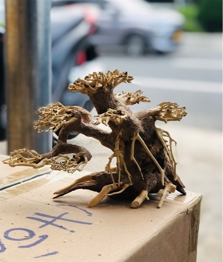 [PGF.TRATRI.00001] Bonsai Giá Thể (Số 0)