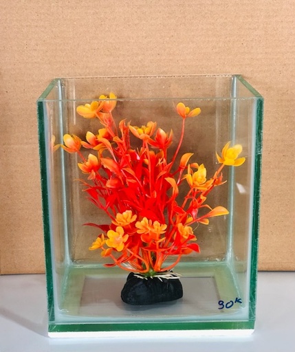 [PGF.HOKHA.00006] Hồ Kính Betta 