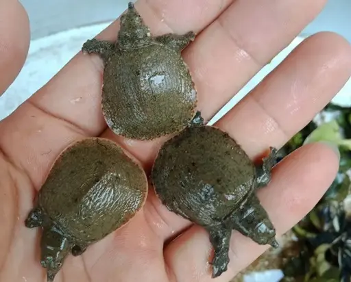 [PGF.RUBA.00001] Baba (Nhỏ)