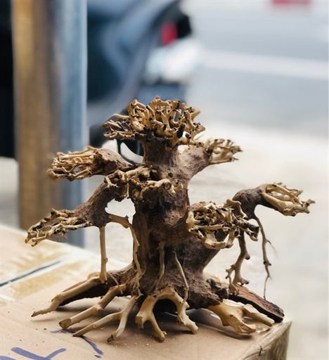 [PGF.TRATRI.00002] Bonsai Giá Thể (Số 1)