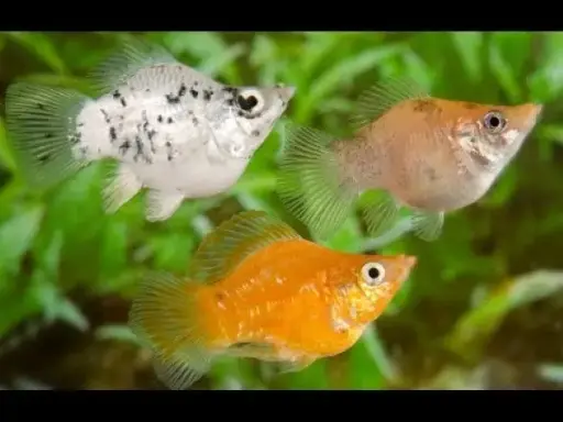 [PGF.CA.00011] Cá Bình Tích (Nhỏ)