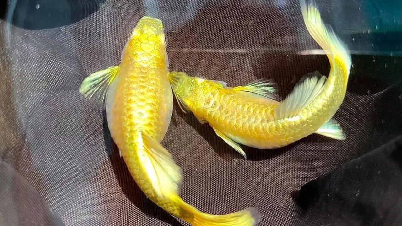 [PGF.CA.00063] Cá 7 Màu - Full Gold 