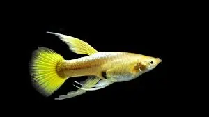 [PGF.CA.00062] Cá 7 Màu - Full Gold (RB)