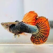 [PGF.CA.00058] Cá 7 Màu - Rồng Đỏ