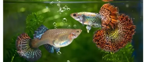 [PGF.CA.00070] Cá 7 Màu - Rồng Đỏ (Cối)