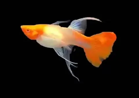 [PGF.CA.00132] Cá 7 màu - Koi Đỏ (RB)