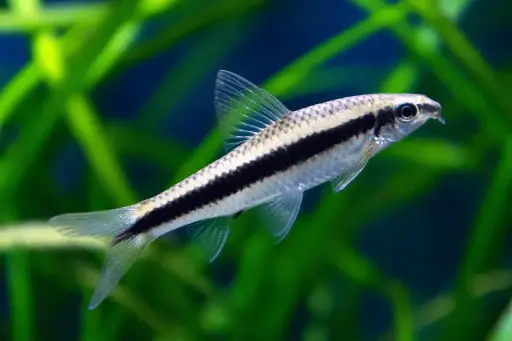 [PGF.CA.00488] Cá Bút Chì Thái (2cm)