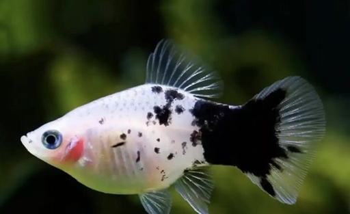 [PGF.CA.00305] Cá Lựu Panda 