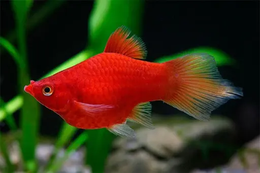 [PGF.CA.00308] Cá Lựu Đỏ (Short)