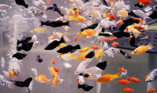 [PGF.CA.00184] Cá Mồi - Trân Châu (Nhỏ)