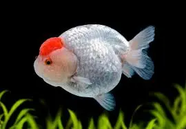 [PGF.CA.00371] Cá Ranchu Hb (Lỡ)