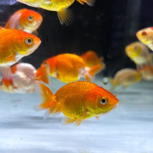 [PGF.CA.00370] Cá Ranchu Hb (Mini)
