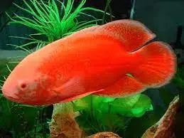 [PGF.CA.00387] Cá TTCP AB Siêu Đỏ (Nhập)