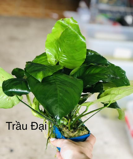 [PGF.CTS.00017] Cây thủy sinh - Ráy Trầu Đại