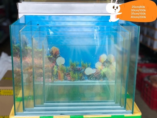[PGF.HOKHA.00013] Hồ Cá Công Noo Lớn (Bộ 4 Hồ)