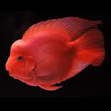 [PGF.CA.00514] Cá Két King Kong Đỏ (Vừa)