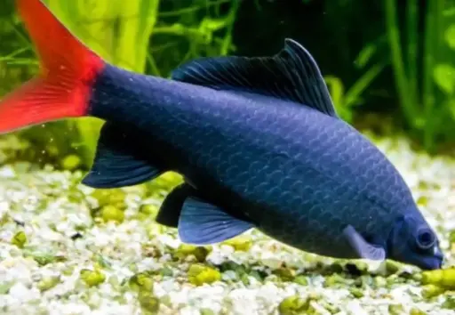 [PGF.CA.00511] Cá Chuột Thái Đen (cối đại)