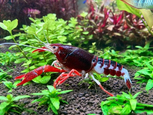 [PGF.CA.00459] Tôm Cảnh (trung)