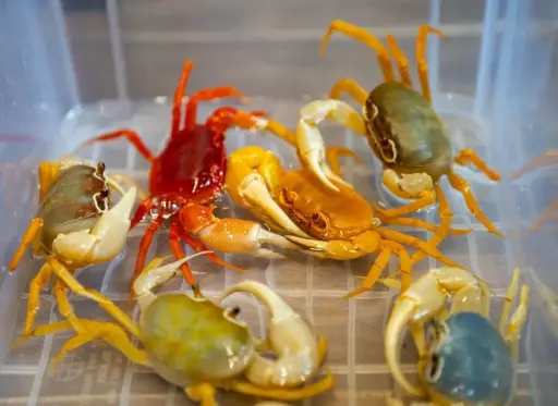 [CA.00050] Cua Cảnh