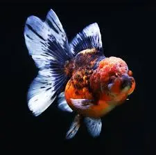 [CA.00374.C3D] Cá 3 đuôi - Rynkin Cối