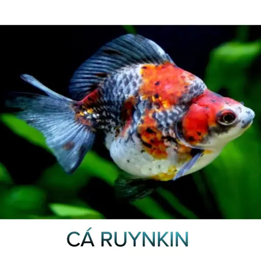 [CA.00375.C3D] Cá 3 đuôi - Rynkin Lỡ