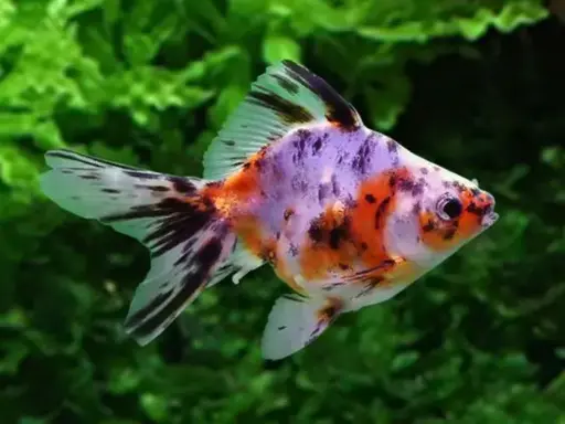 [CA.00376] Cá 3 đuôi - Rynkin Nhỏ