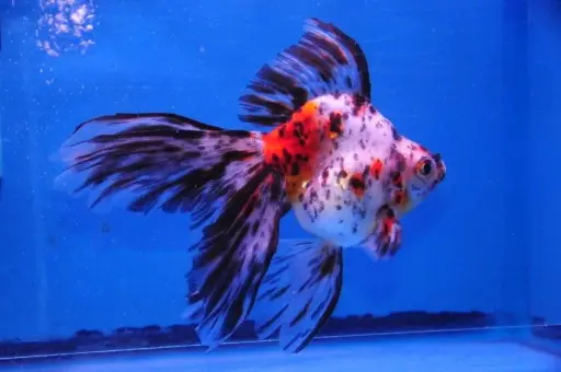 [CA.00373] Cá 3 đuôi - Rynkin Đại