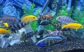 [CA.00078] Cá Ali Thường