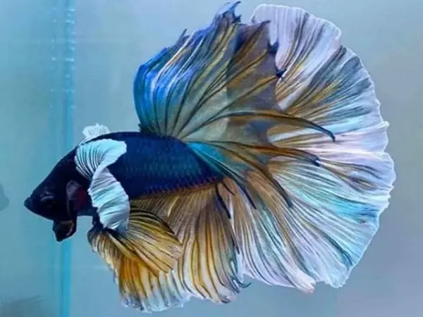 [CA.00080] Cá Betta - Dumbo Tai Voi (Trống)