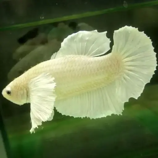 [CA.00081] Cá Betta - Dumbo White (Mái)