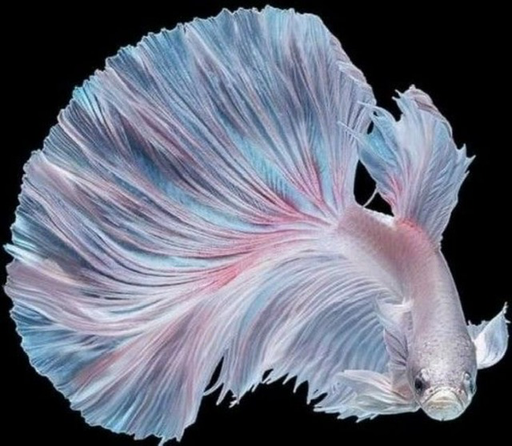 [CA.00082] Cá Betta - Dumbo White (Trống)