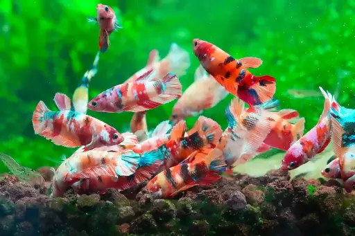 [CA.00083] Cá Betta - Nemo Galaxy Mái