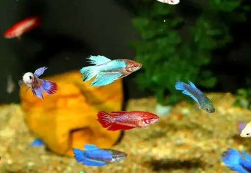 [CA.00085] Cá Betta - Phướng HM (Mái)